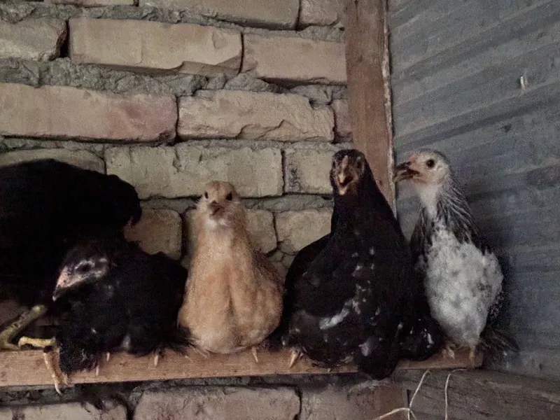 Продаются цыплята 1 Продаются цыплята 1