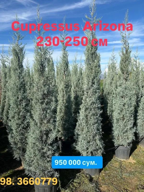 Акция! Кипарис Аризоника Хидли 2.5 метргача — фото 5