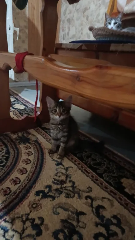 котята 2 котята 2