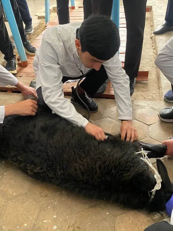 Veterinariya profilaktika ishini qilib beramiz
