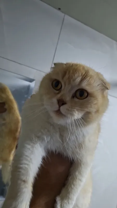 Scottish Fold mushuk sotiladi 4 Scottish Fold mushuk sotiladi 4