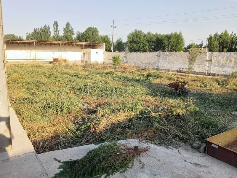 Ferma sotiladi, 13.3 sotx 40 ta buqa yoki ot boqishga mo'ljallangan 5