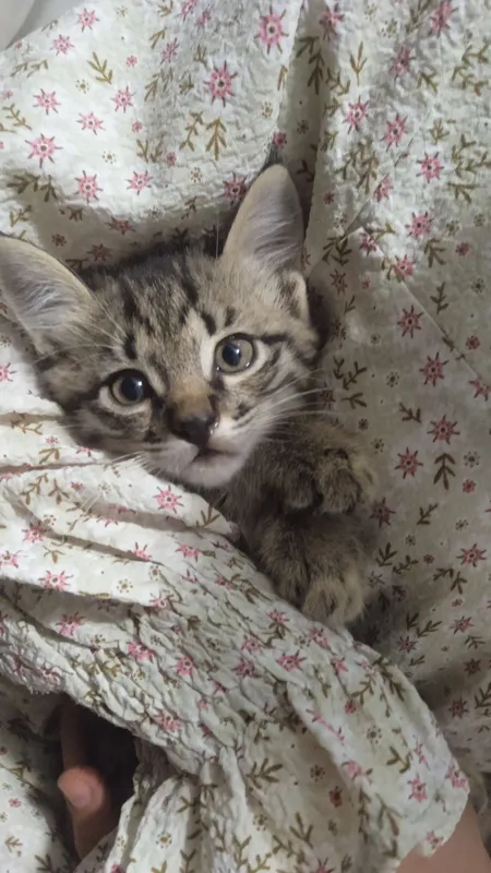 Котёнок 2 Котёнок 2