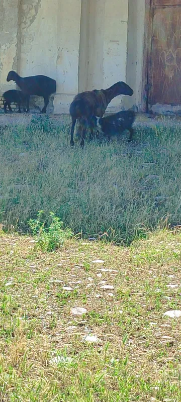 Ona bola 2 egiz bolasi bilan yana bitta ona bola qoy bolasi urğochi — фото 5