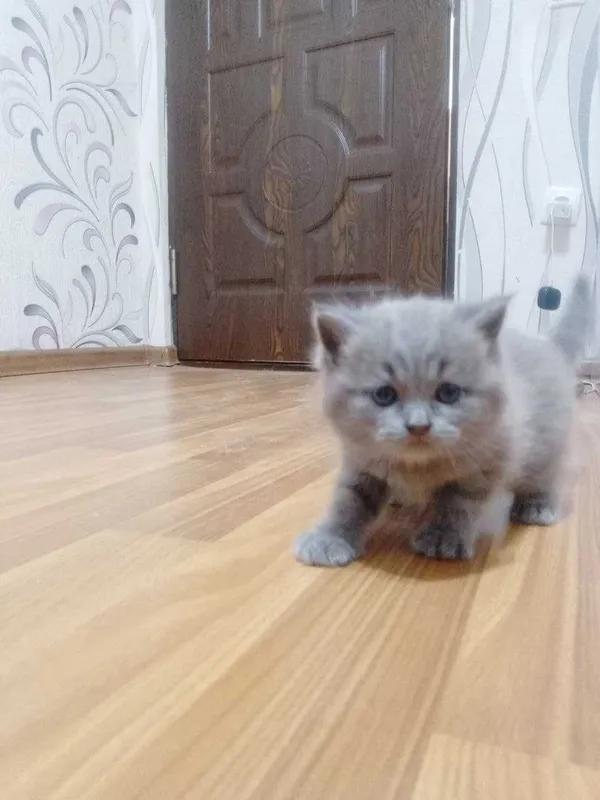 Продаются чистокровные шотландские котята девочки скоттиш страйт 2 Продаются чистокровные шотландские котята девочки скоттиш страйт 2