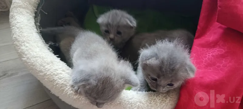 Продается котята породистые 2 Продается котята породистые 2