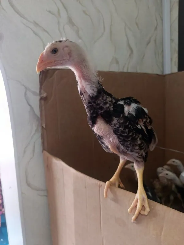 Корейский Шамо дакан жужалар сотувда! 3 Корейский Шамо дакан жужалар сотувда! 3
