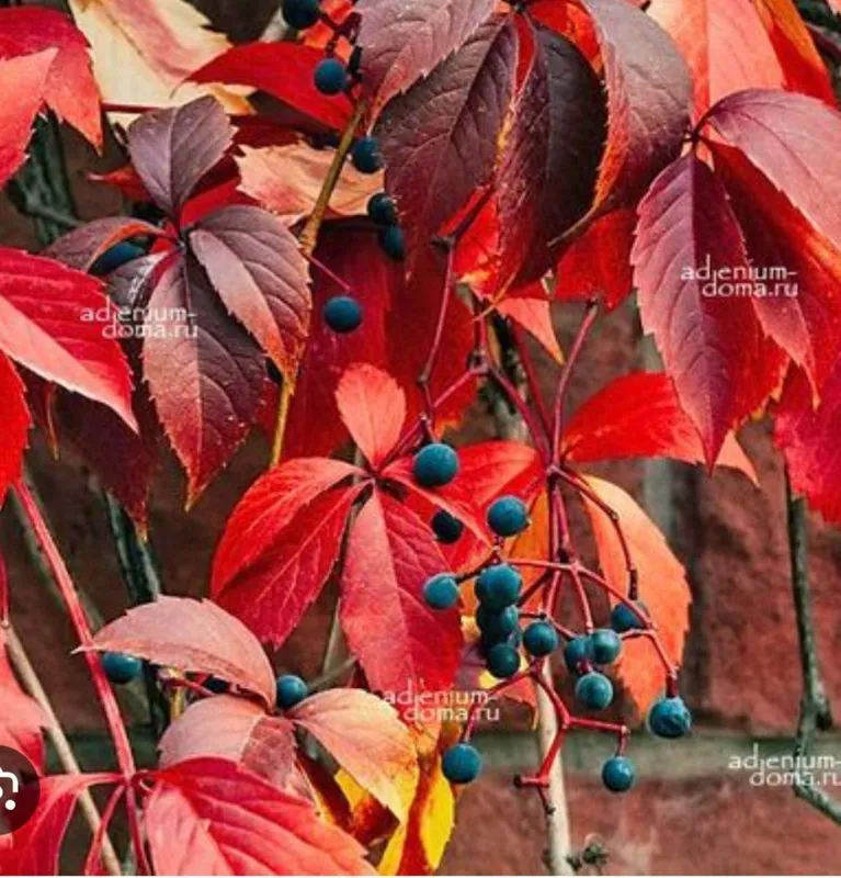 Parthenocissusning — фото 1