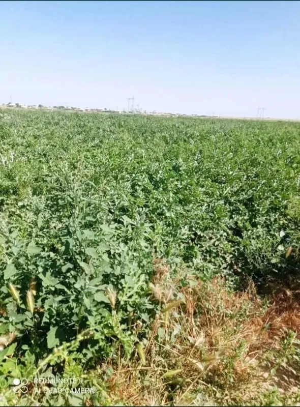 Biznes xamkor kerak xalol biznesga 2