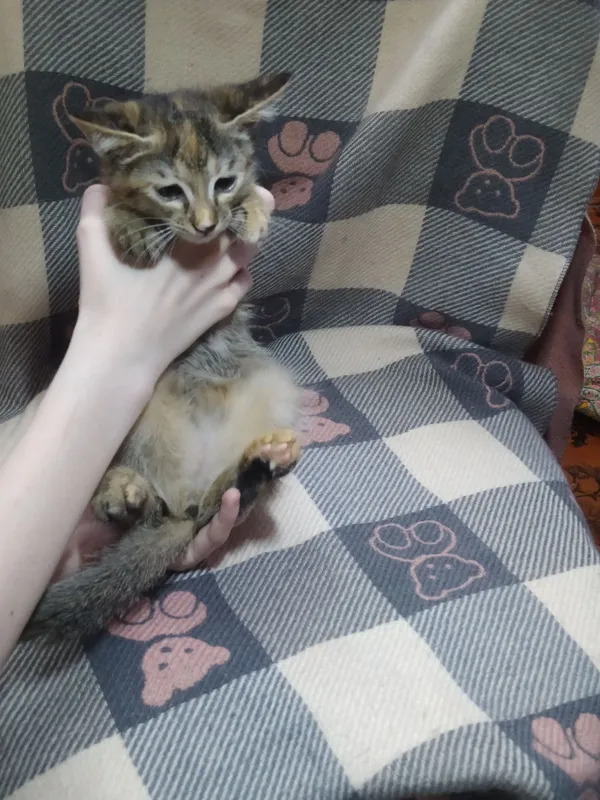 Продаются милые игривые кошечки 5