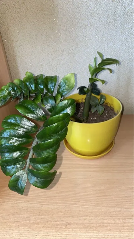 Продам замиокулькас зензи
