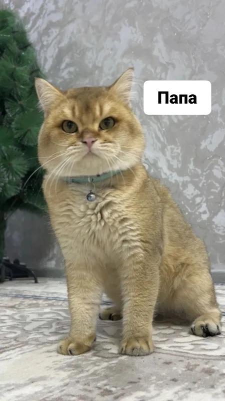 Котята под бронь — фото 7