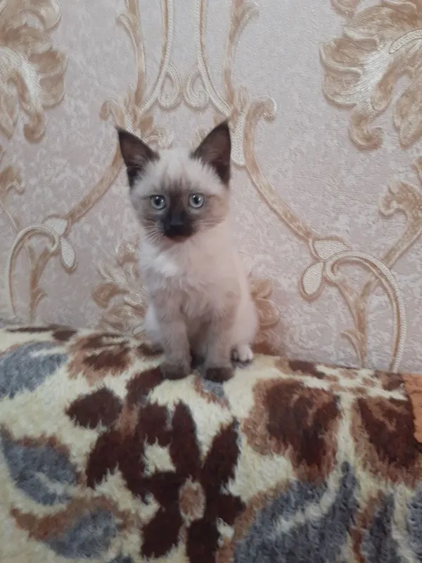Siyam mushuk sotiladi