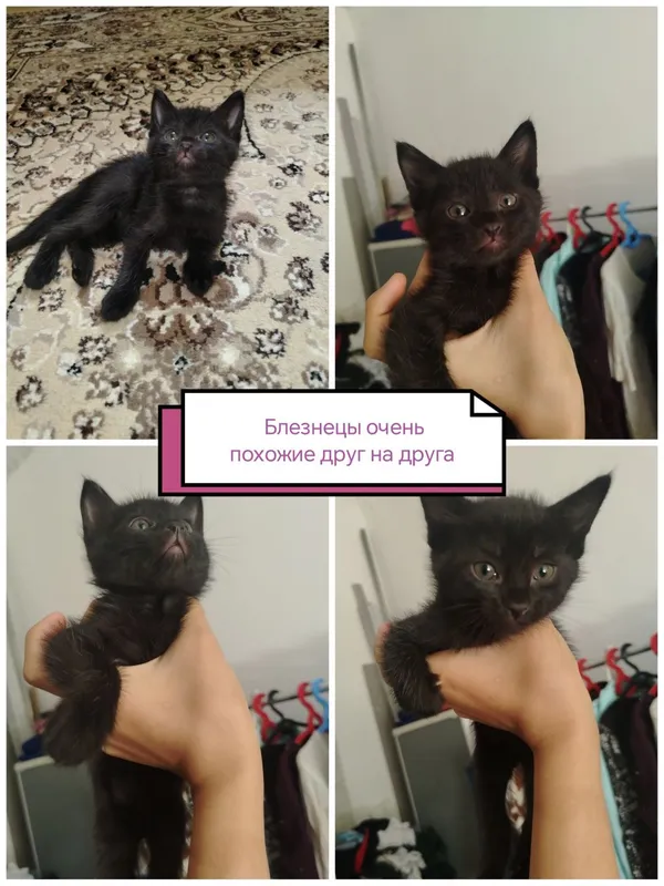 МЕТИС Красивые котята ищут любящий дом! 3