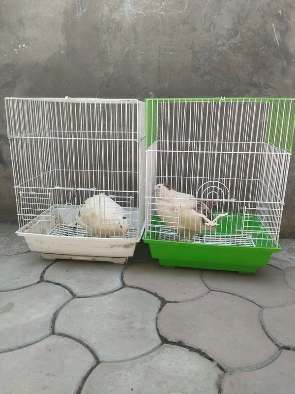 Bedana oq gegant