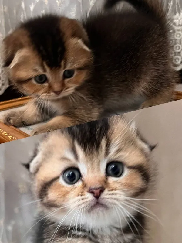 Продаются котята 5