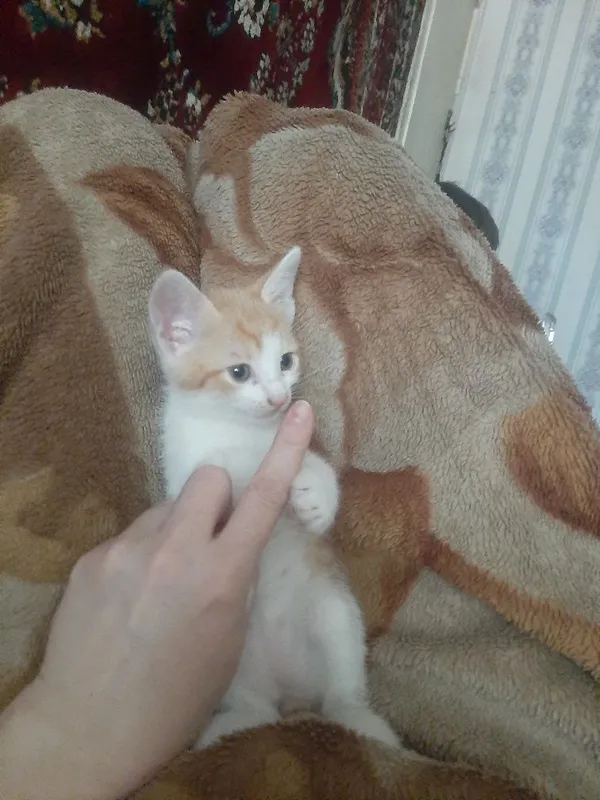 Котята в заботливые руки — фото 4