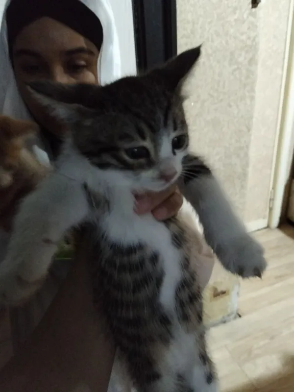 Hadiyaga mushukchala 3 Hadiyaga mushukchala 3
