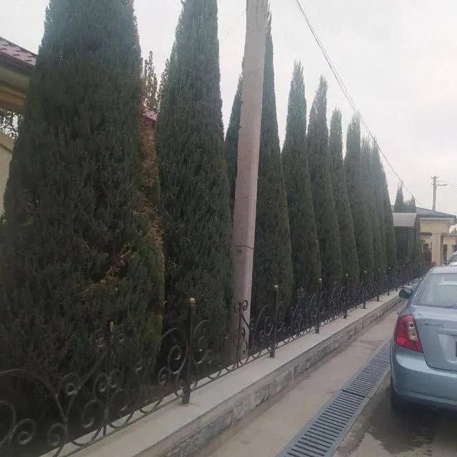 Archa kesamiz ekamiz shakl beramiz xovlidagi boshqa daraxtlaga — фото 1