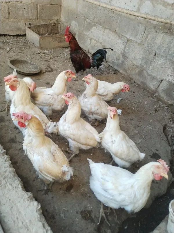 Tovuqlar sotiladi 3 Tovuqlar sotiladi 3