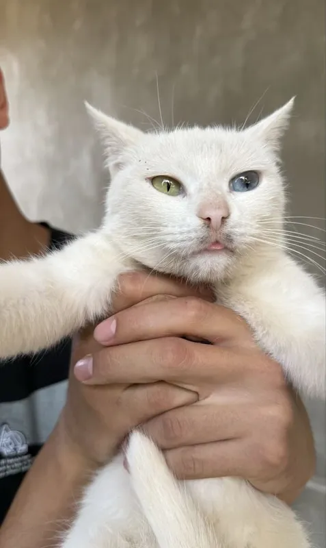 Продаётся кошка, глаза разного цвета, девочка 2 Продаётся кошка, глаза разного цвета, девочка 2