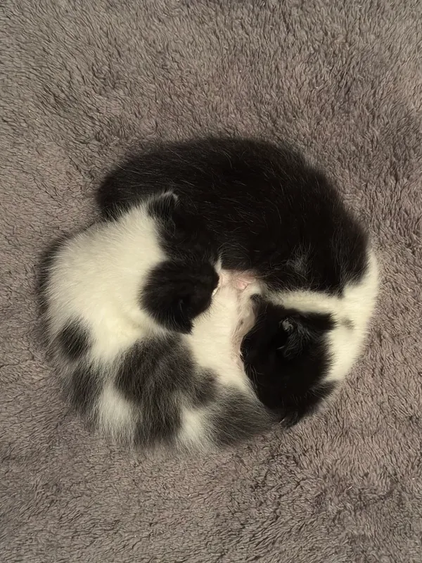 Отдаются 2 котенка: девочка и мальчик, 2,5 месяца. 10