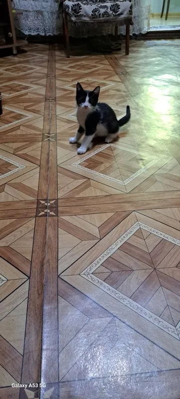 Котята в добрые руки 6 Котята в добрые руки 6