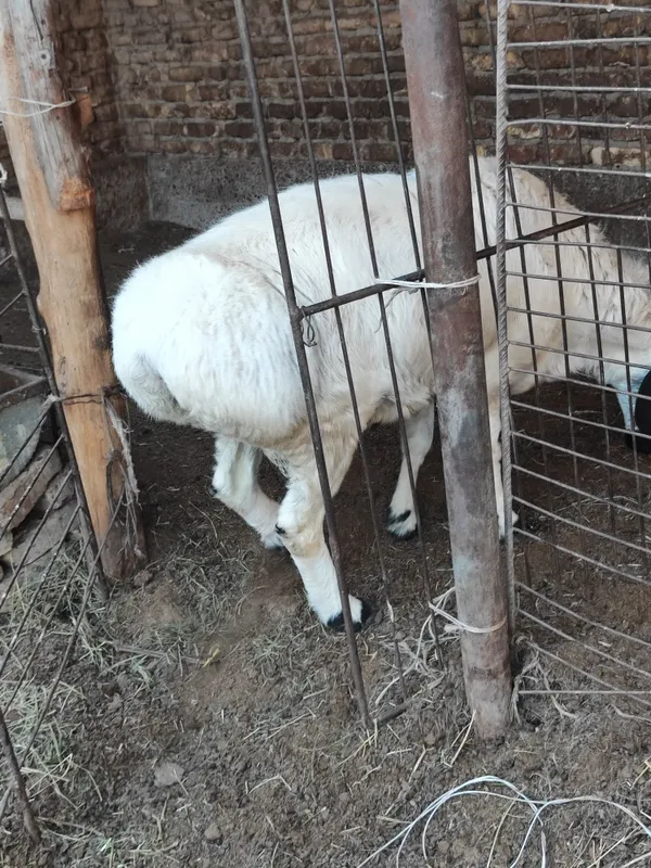 Qo'chqor sotiladi badani semiz zot olishga zo'r 6