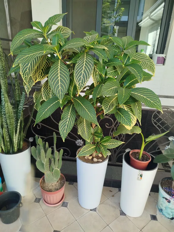Gul Sanchesiya sotiladi 3 Gul Sanchesiya sotiladi 3