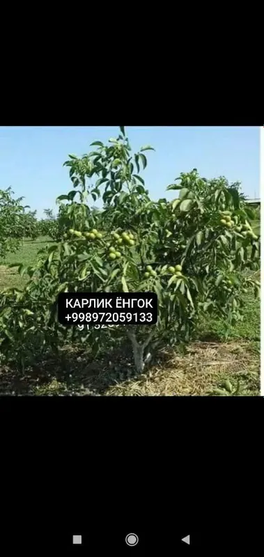 Продажа красивых плодовых саженцев 2 Продажа красивых плодовых саженцев 2