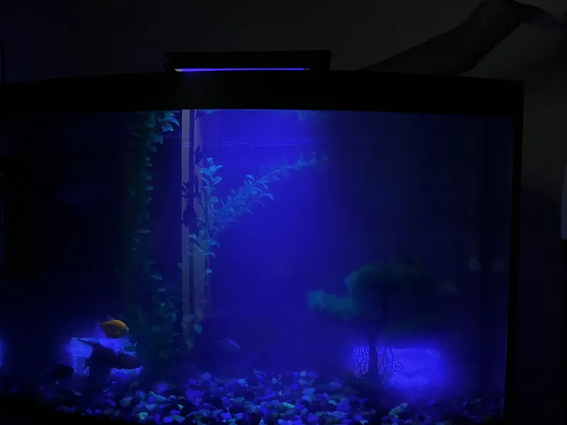 Akvarium + 8 ta baliqlar bonus! 2