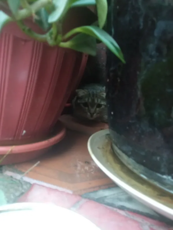 весло ухая кошка весло ухая кошка