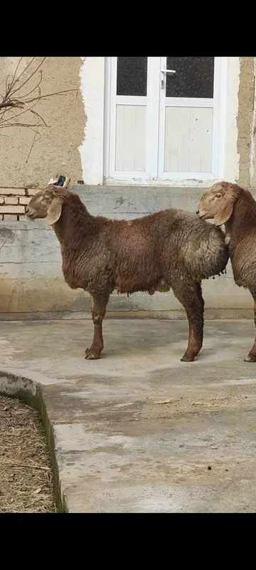 Тозза Арашан ку́зи кучкорлалимизнинг биттаси сотилади — фото 2