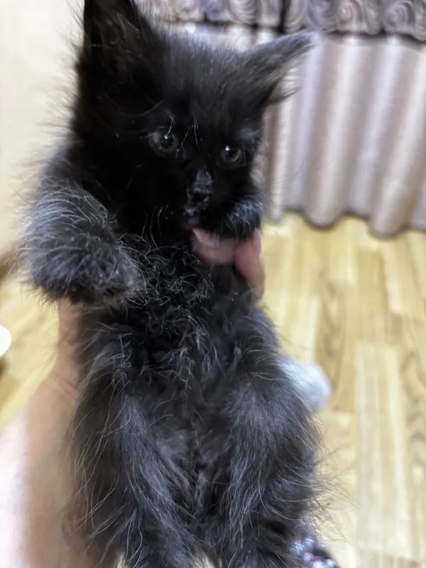 Отдам котят бесплатно — фото 2