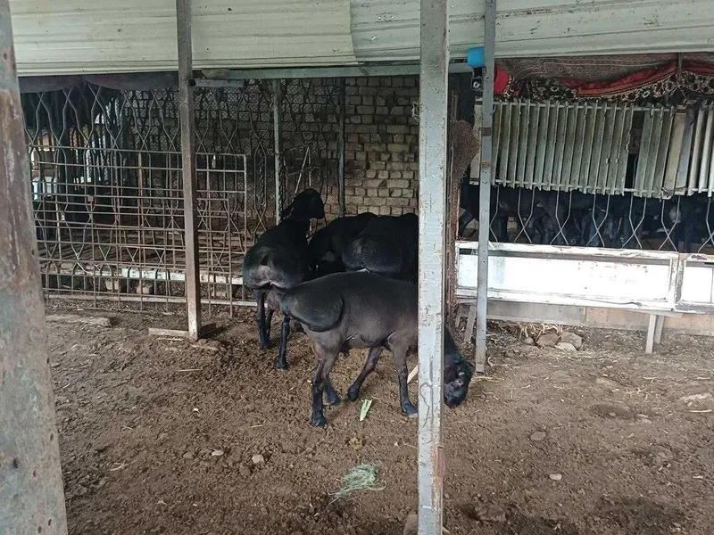 Жайдари кучкорлар сотилади.