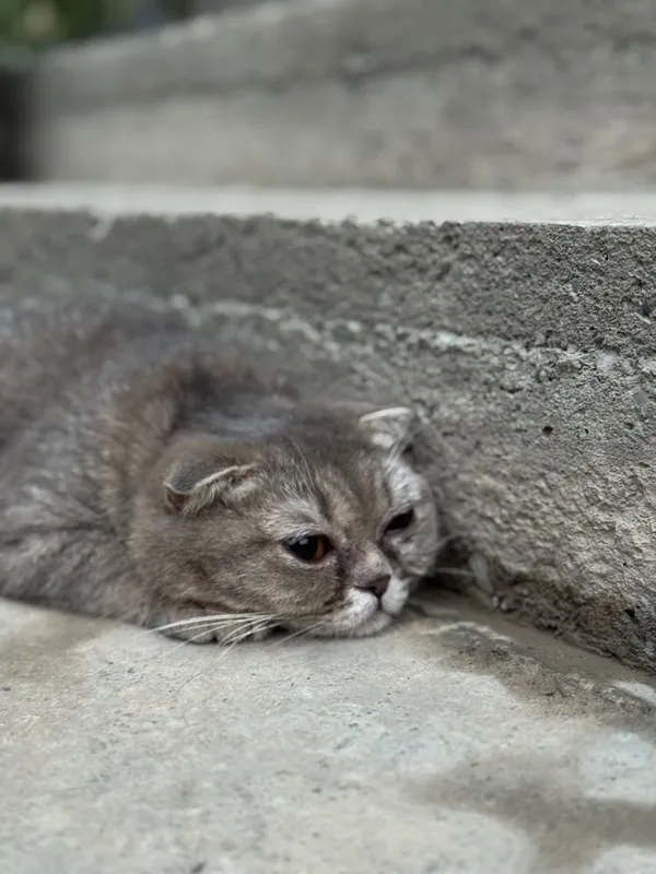 Скотиш страйт британский