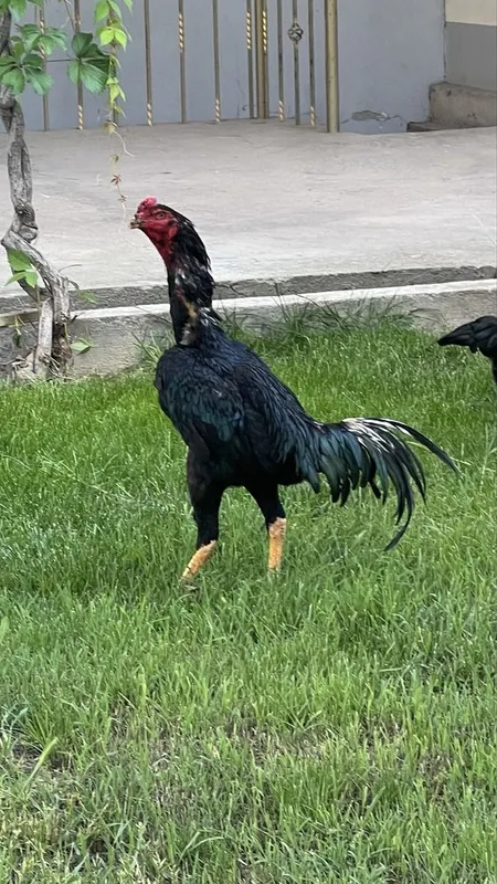 Dakan xoroz toza zotdor