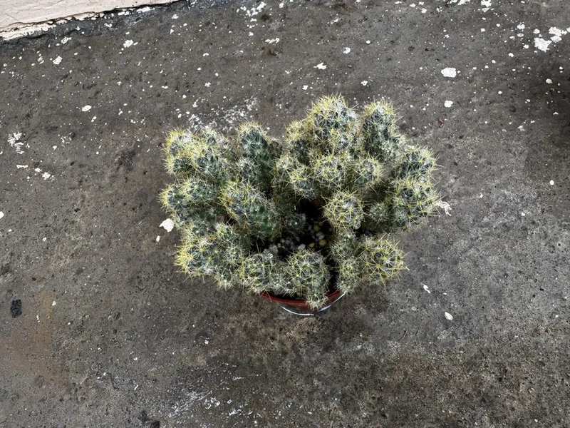 Кактус Mammillaria elongata — фото 2