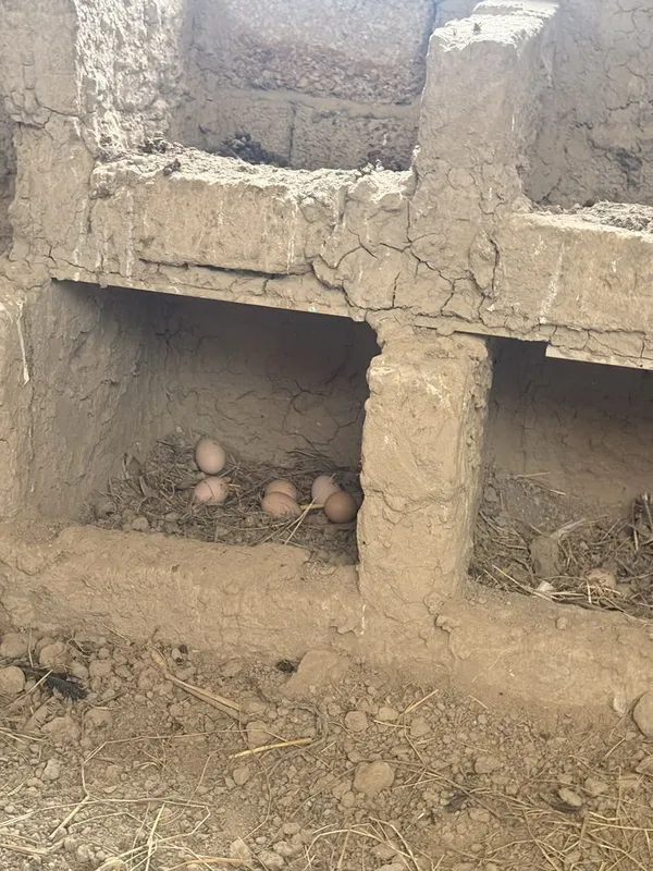 Qara shaxzoda tuxumlari sotiladi bostirishga oldindan tel yegib berila — фото 1