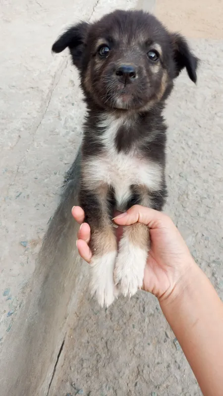 #щенки#вдобрыеруки 1