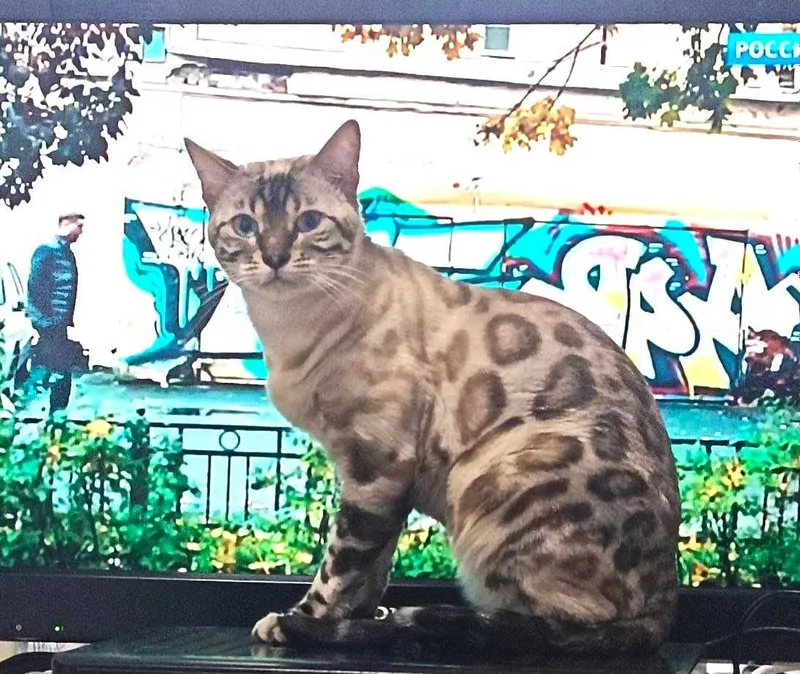 Бенгальские котята — фото 6