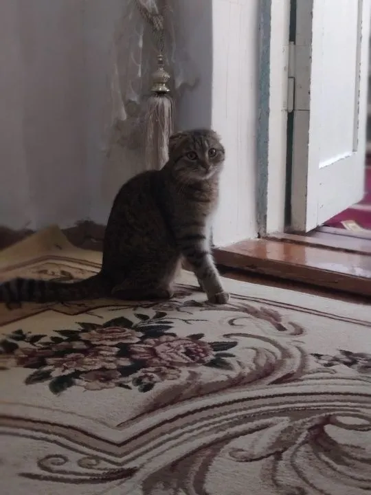 Кот скотиш продаётся в харошие руки — фото 2