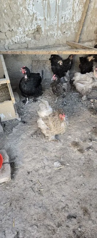Brama tovuqlar sotiladi 2 Brama tovuqlar sotiladi 2
