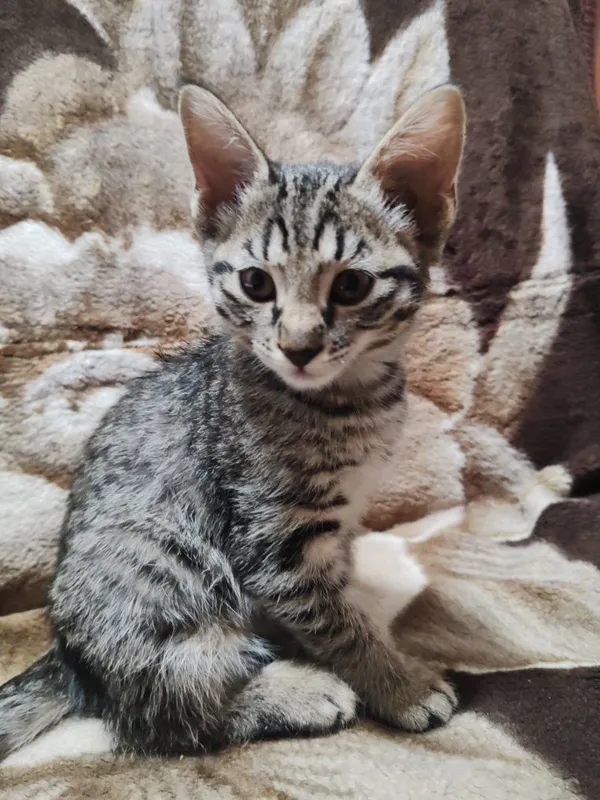 Котёнок бесплатно Котёнок бесплатно