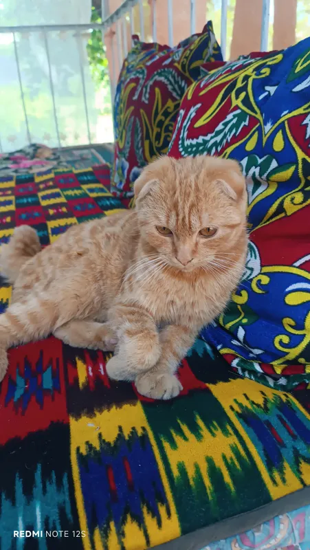 Скоттиш фольд — фото 2