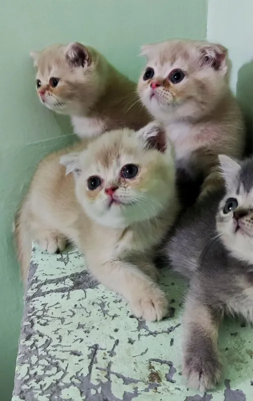 Породистые котята 1 Породистые котята 1