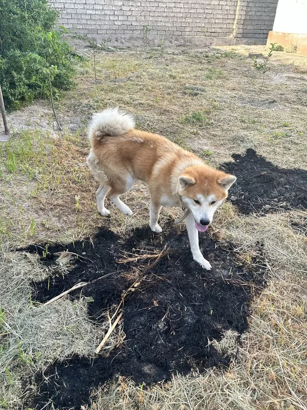 Yapon Inusi Xatiko juda aqlli kuchuk sotiladi. 3 Yapon Inusi Xatiko juda aqlli kuchuk sotiladi. 3