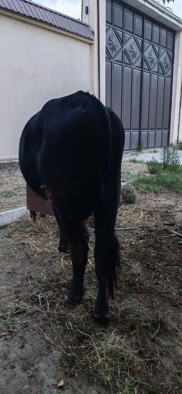 Навосча сотилади 4