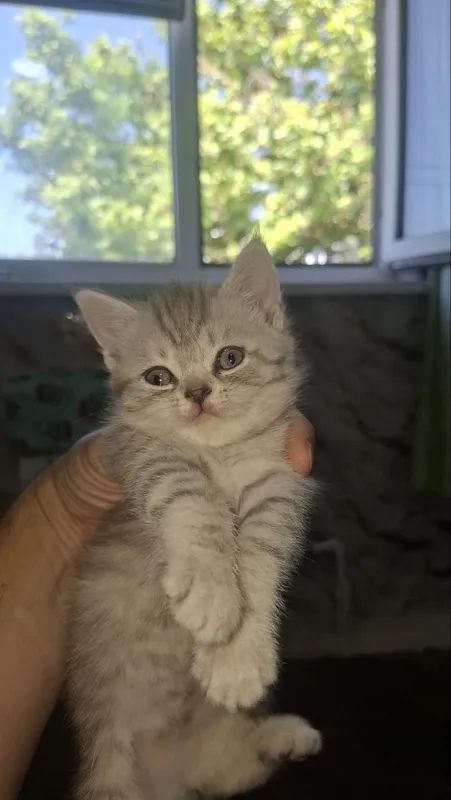 Котята шотландские веслоухие — фото 4