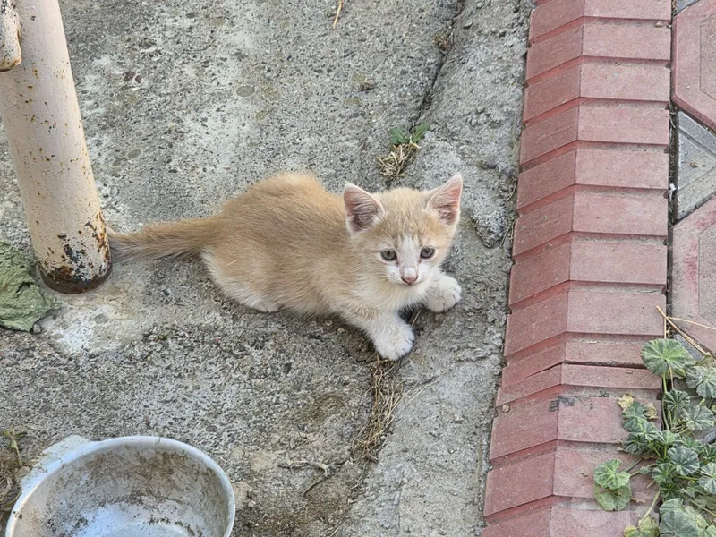 Котята в добрые руки 1 Котята в добрые руки 1